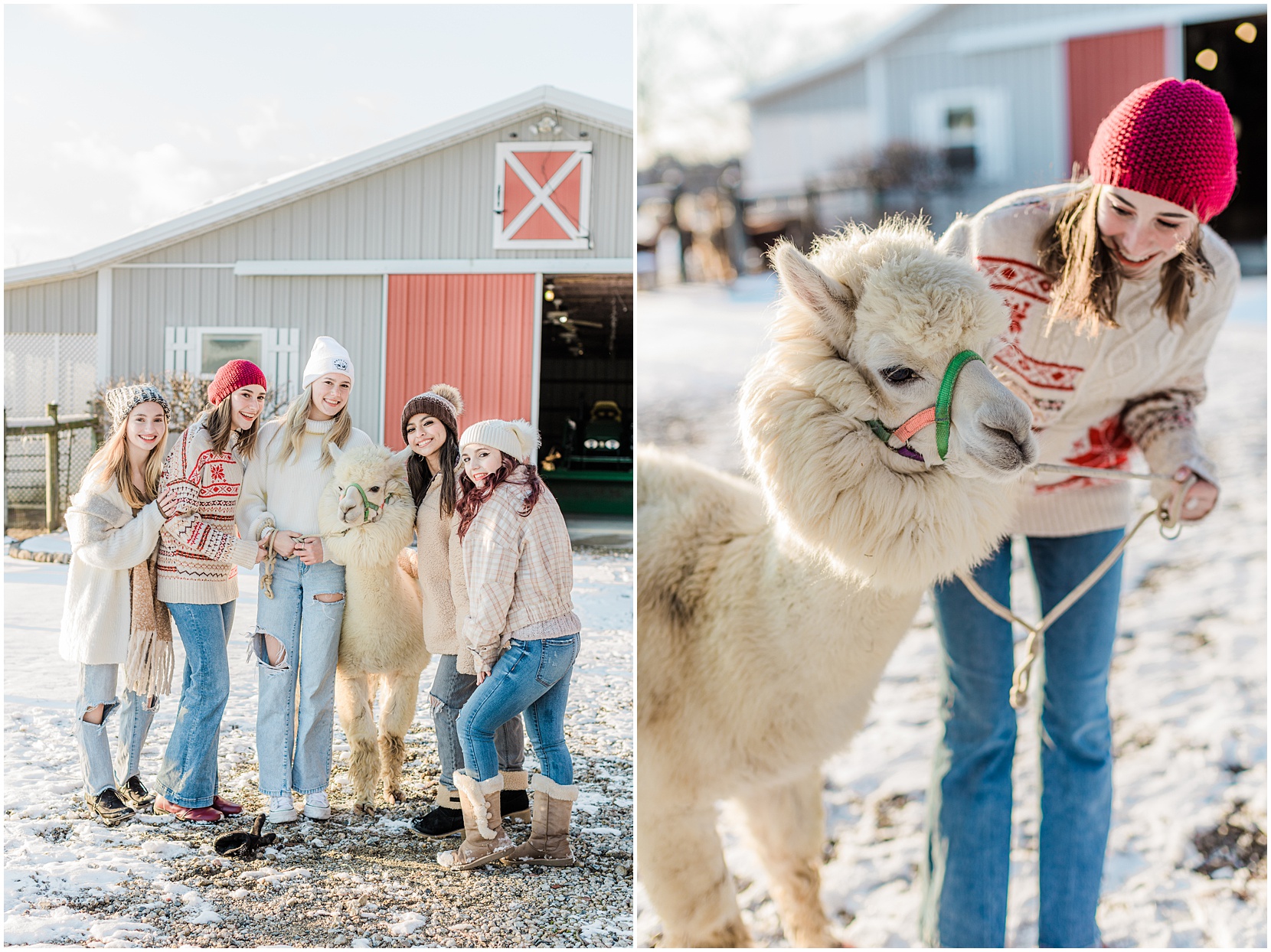 senior model team alpaca farm
